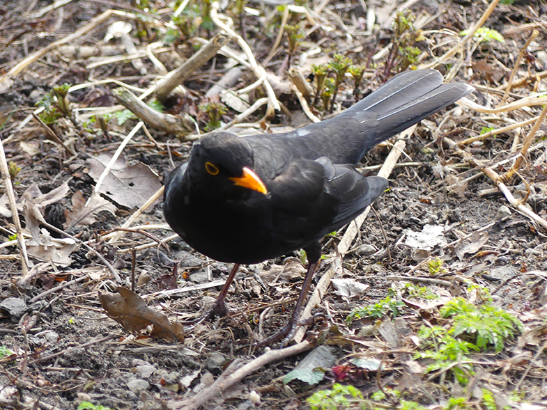 Common Blackbird