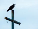 Western Osprey