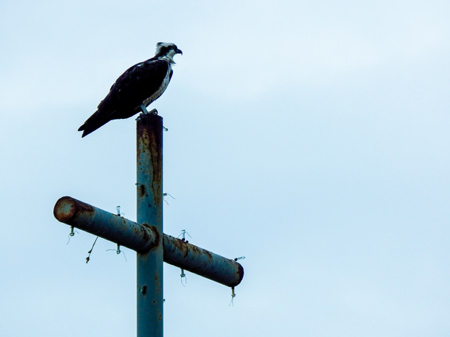 Western Osprey