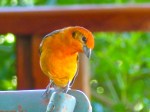 Flame-colored Tanager, m.