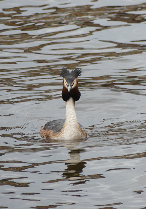 Great-crested Grebe