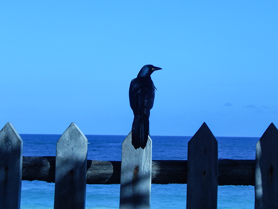 Great-tailed Grackle