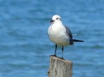 Laughing Gull