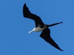 Magnificent Frigatebird