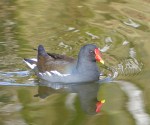 Common Moorhen