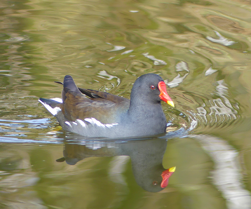 Common Moorhen