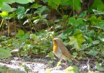 European Robin