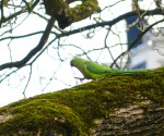 Rose-ringed Parakeet