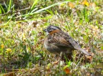 Rufous-collared Sparrow