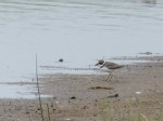 Semipalmated Plover