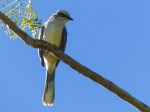 Tropical Mockingbird