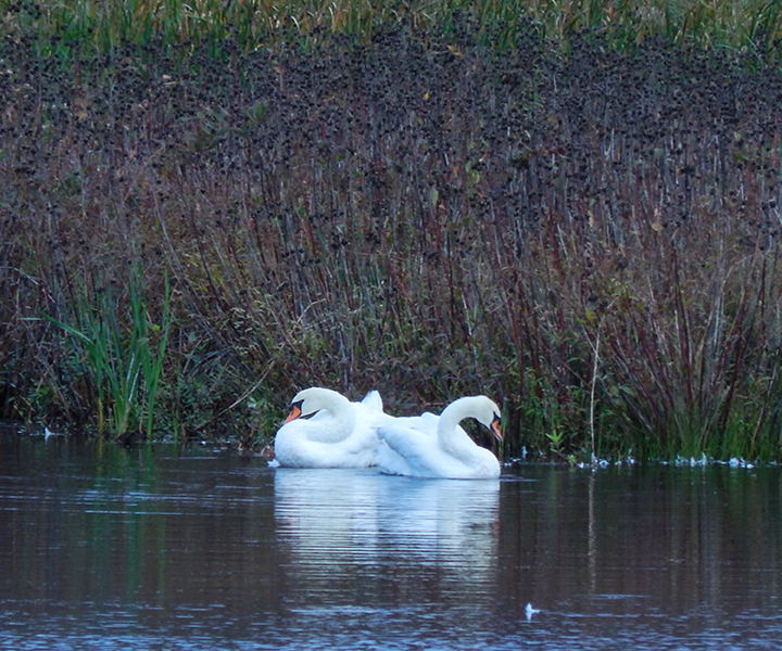 Mute Swan