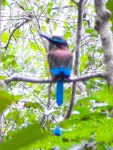 Turquoise-browed Motmot