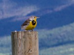 Western Meadowlark