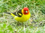 Western Tanager