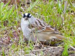 White-crowned Sparrow