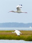 White Ibis