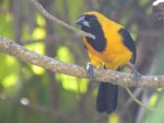 Yellow-backed Oriole