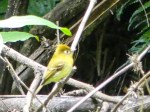 Yellowish Flycatcher