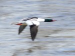 Common Merganser