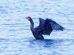 Double-crested Cormorant