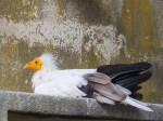 Egyptian Vulture