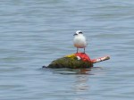 Forster's Tern