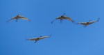 Sandhill Crane