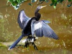 Anhinga