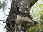 Canada Goose