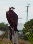 Western Osprey