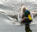 Mallard