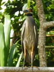 Yellow-crowned Night Heron