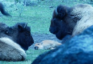 Bison calf in Yellowstone